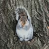 'I'm Gonna Fight Him': Parkgoers Consider The Potentially Rabid Squirrel